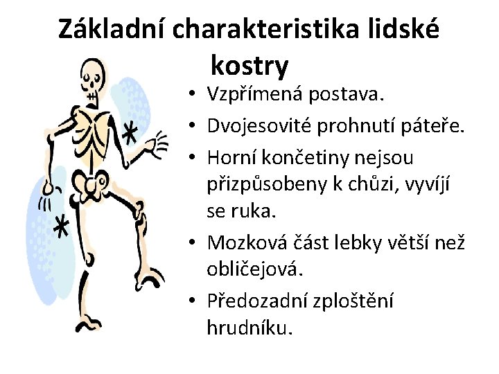 Základní charakteristika lidské kostry • Vzpřímená postava. • Dvojesovité prohnutí páteře. • Horní končetiny