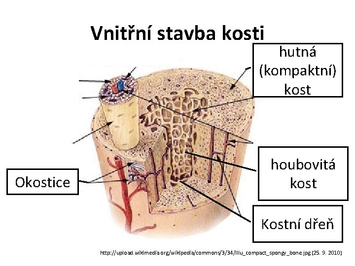 Vnitřní stavba kosti hutná (kompaktní) kost Okostice houbovitá kost Kostní dřeň http: //upload. wikimedia.