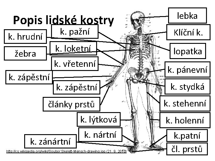Popis lidské kostry k. hrudní žebra k. pažní Klíční k. loketní lopatka k. vřetenní