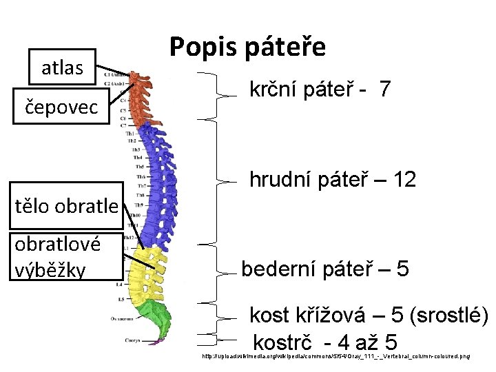 atlas čepovec Popis páteře krční páteř - 7 hrudní páteř – 12 tělo obratle