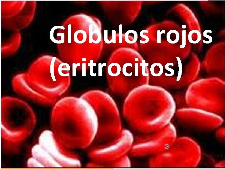 Globulos rojos (eritrocitos) 