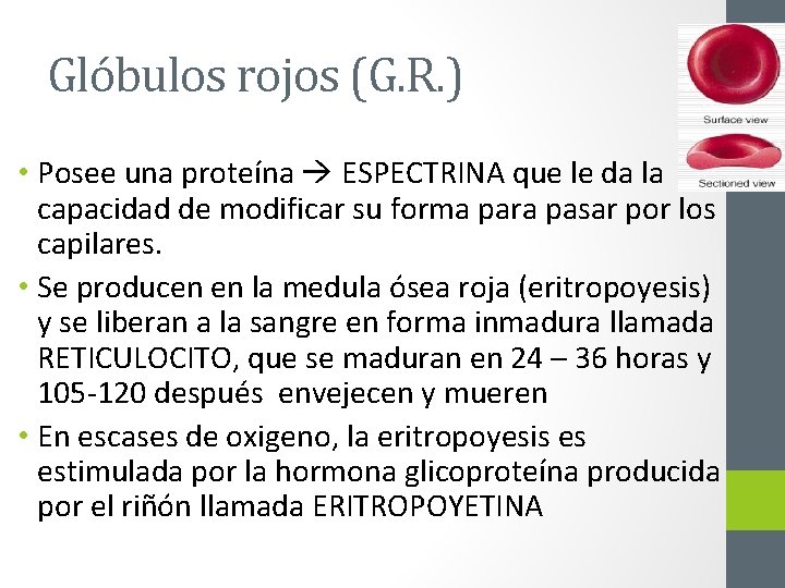 Glóbulos rojos (G. R. ) • Posee una proteína ESPECTRINA que le da la