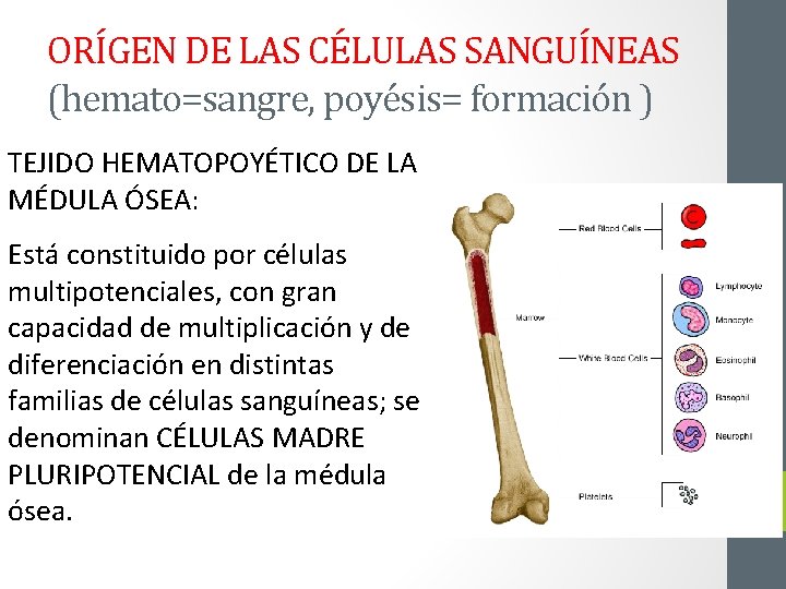 ORÍGEN DE LAS CÉLULAS SANGUÍNEAS (hemato=sangre, poyésis= formación ) TEJIDO HEMATOPOYÉTICO DE LA MÉDULA