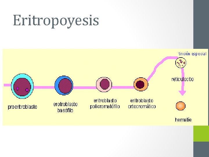 Eritropoyesis 