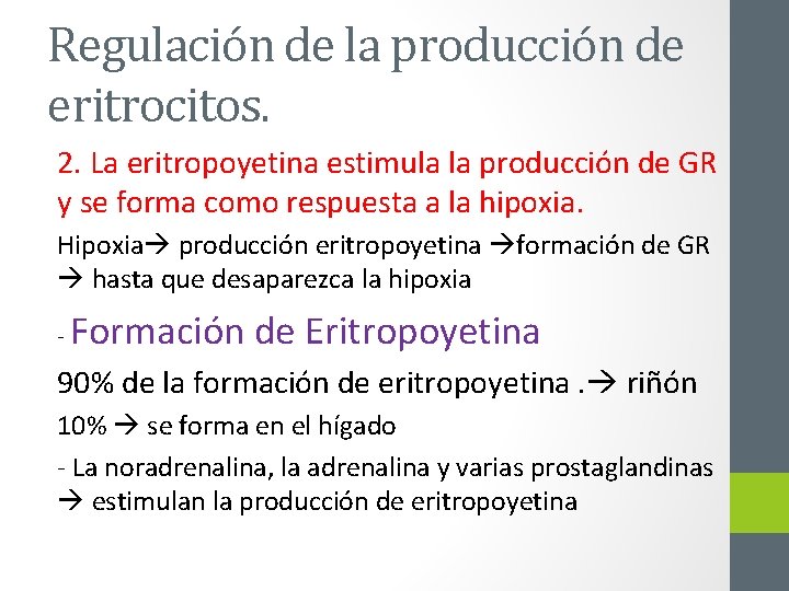 Regulación de la producción de eritrocitos. 2. La eritropoyetina estimula la producción de GR