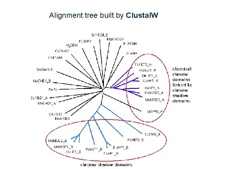 Alignment tree built by Clustal. W 