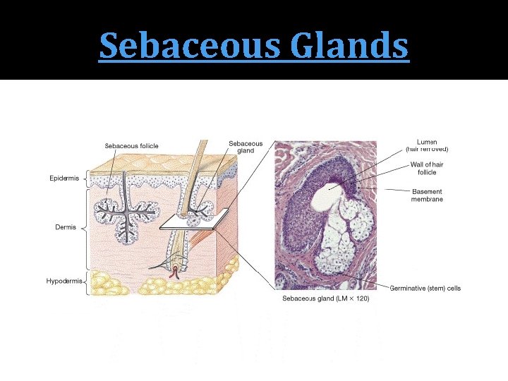Sebaceous Meaning The Skin The Players in the Layers Introduction
