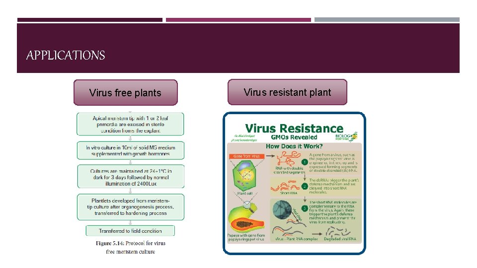 APPLICATIONS Virus free plants Virus resistant plant 