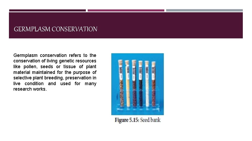 GERMPLASM CONSERVATION Germplasm conservation refers to the conservation of living genetic resources like pollen,