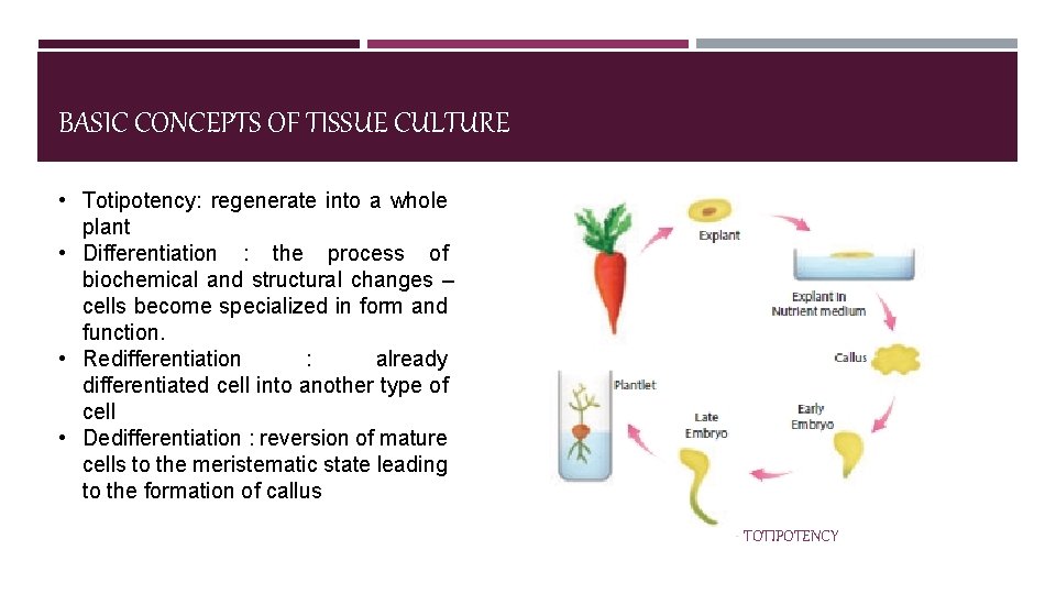 BASIC CONCEPTS OF TISSUE CULTURE • Totipotency: regenerate into a whole plant • Differentiation