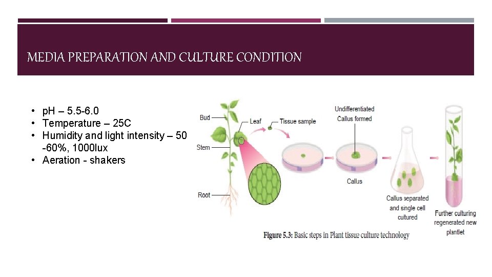 MEDIA PREPARATION AND CULTURE CONDITION • p. H – 5. 5 -6. 0 •