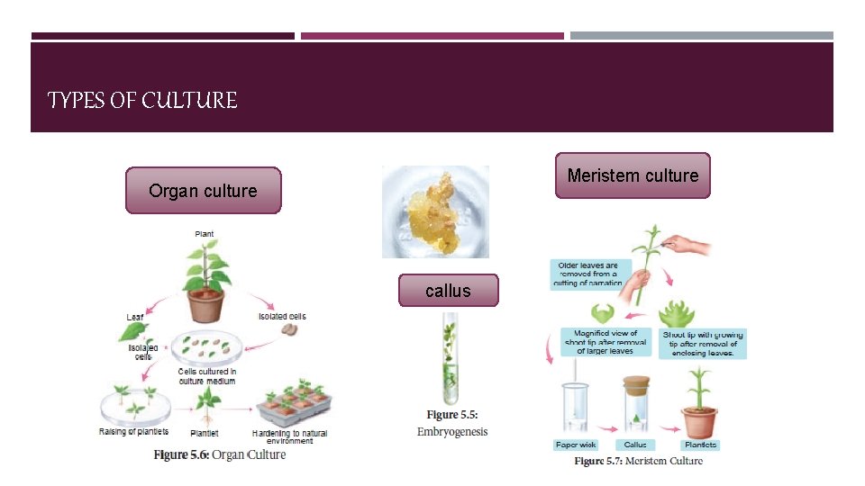 TYPES OF CULTURE Meristem culture Organ culture callus 