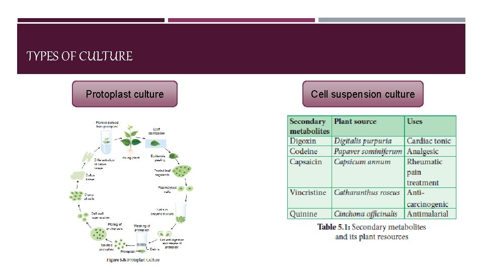 TYPES OF CULTURE Protoplast culture Cell suspension culture 