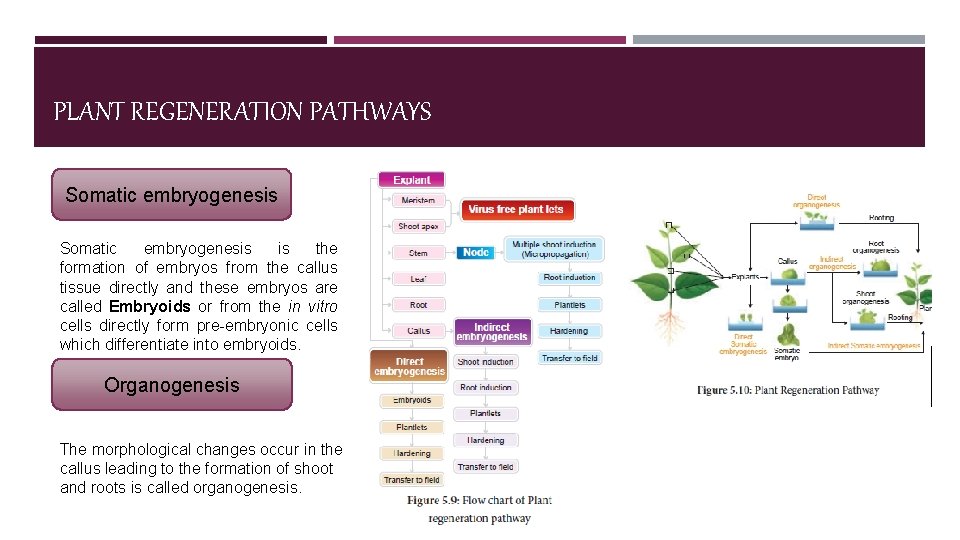 PLANT REGENERATION PATHWAYS Somatic embryogenesis is the formation of embryos from the callus tissue