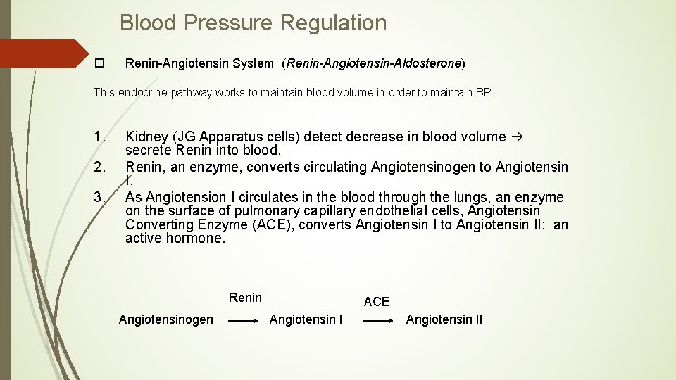 Blood Pressure Regulation o Renin-Angiotensin System (Renin-Angiotensin-Aldosterone) This endocrine pathway works to maintain blood