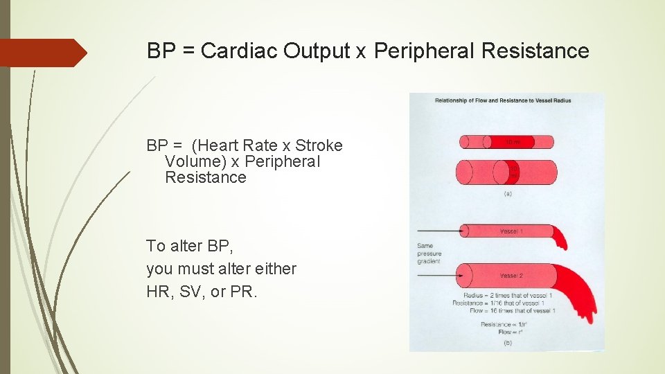 BP = Cardiac Output x Peripheral Resistance BP = (Heart Rate x Stroke Volume)