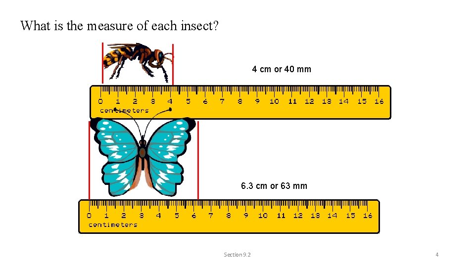 What is the measure of each insect? 4 cm or 40 mm 6. 3