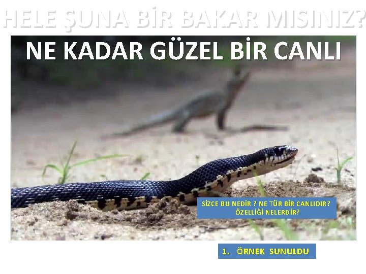 HELE ŞUNA BİR BAKAR MISINIZ? NE KADAR GÜZEL BİR CANLI SİZCE BU NEDİR ?