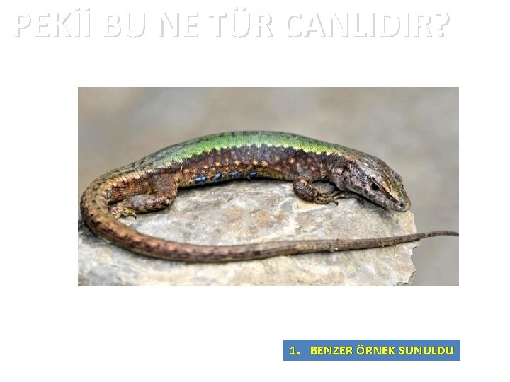 PEKİİ BU NE TÜR CANLIDIR? 1. BENZER ÖRNEK SUNULDU 