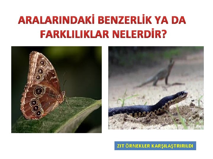 ARALARINDAKİ BENZERLİK YA DA FARKLILIKLAR NELERDİR? ZIT ÖRNEKLER KARŞILAŞTRIRILDI 