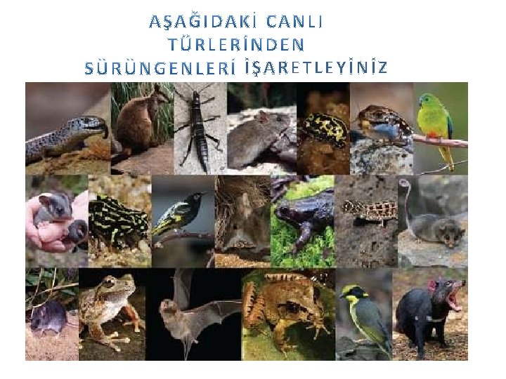 İŞARETLEYİNİZ 