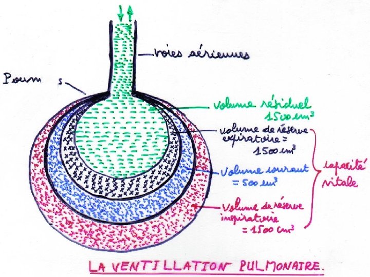 T E. N L’APPAREIL RESPIRATOIRE TS I SP I . W WW Anatomie physiologie