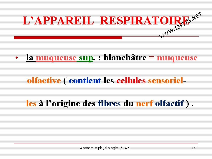 T E. N L’APPAREIL RESPIRATOIRE TS I SP I . W WW • la