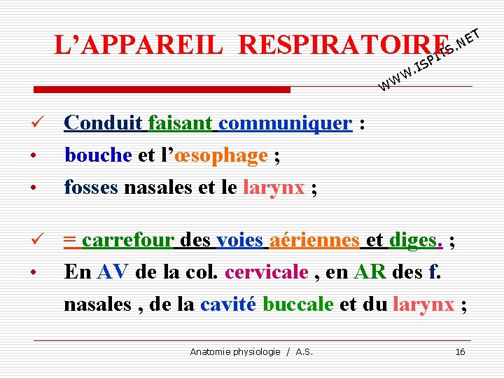 L’APPAREIL RESPIRATOIRE TS I P T E. N IS. W W W ü •