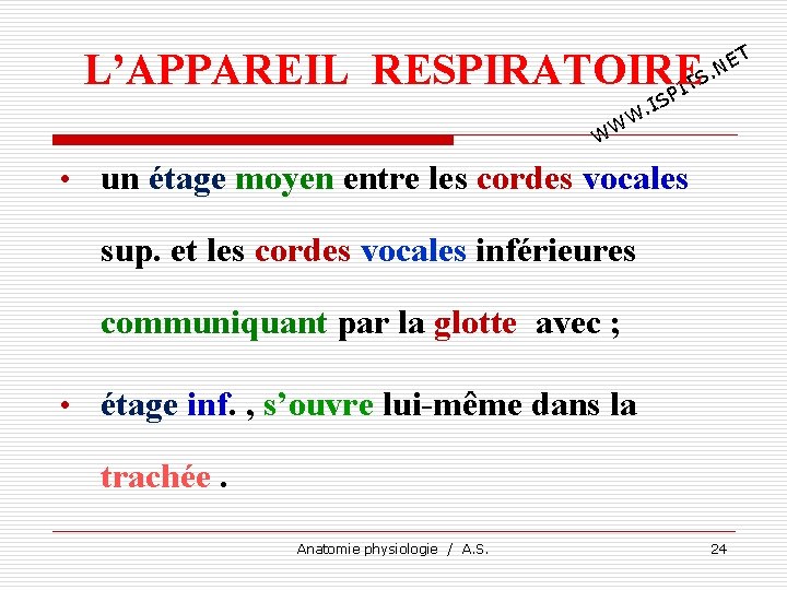 L’APPAREIL RESPIRATOIRE TS I P T E. N IS. W W W • un