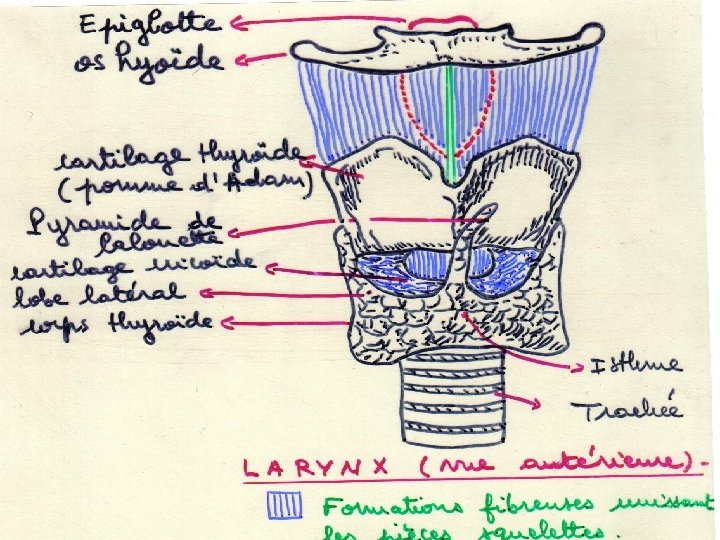 S T PI IS. W W W Anatomie physiologie / A. S. T E.