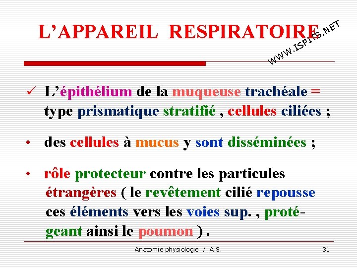 L’APPAREIL RESPIRATOIRE TS I P T E. N IS. W W W ü L’épithélium