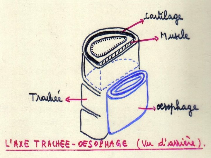 S T PI IS. W W W Anatomie physiologie / A. S. T E.