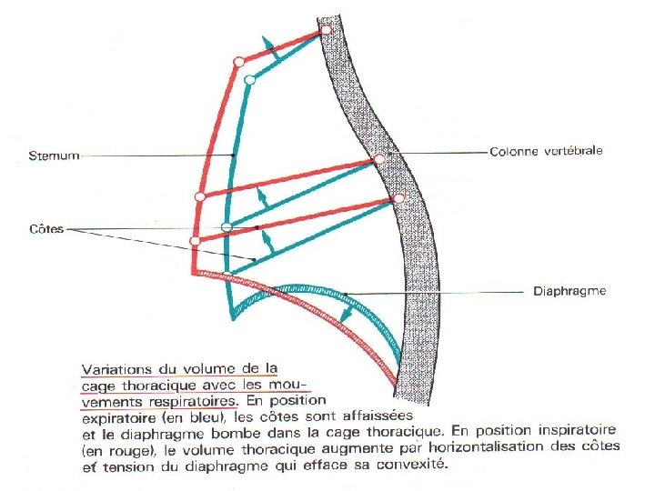 S T PI IS. W W W Anatomie physiologie / A. S. T E.