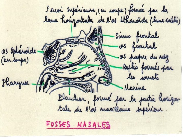 S T PI IS. W W W Anatomie physiologie / A. S. T E.