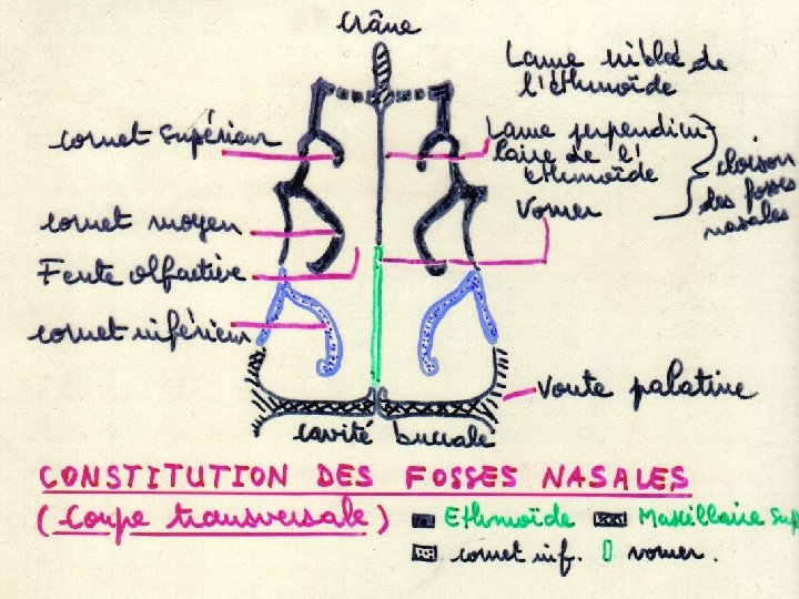 S T PI IS. W W W Anatomie physiologie / A. S. T E.