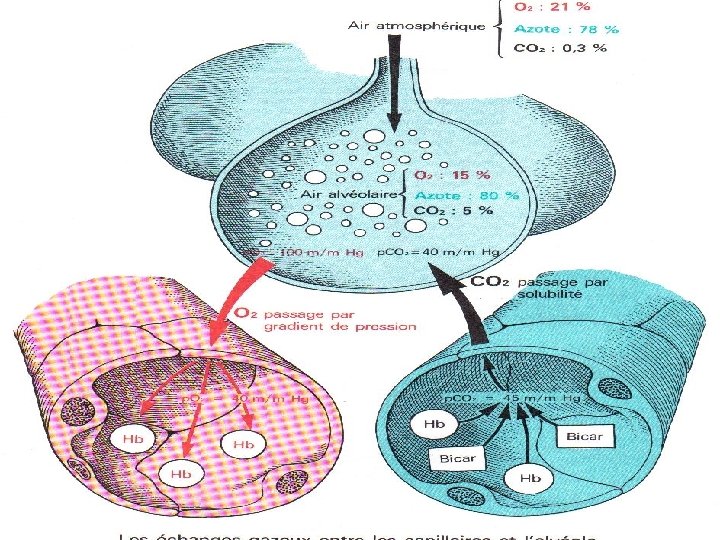 T E. N L’APPAREIL RESPIRATOIRE TS I SP I . W WW Anatomie physiologie