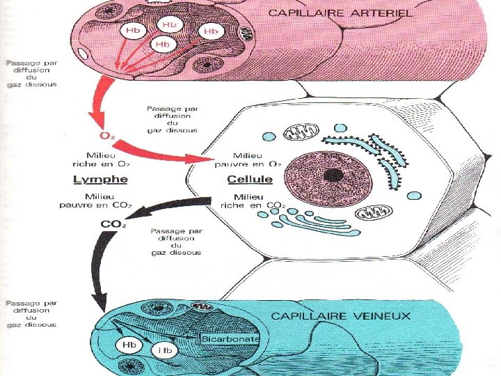 T E. N L’APPAREIL RESPIRATOIRE TS I SP I . W WW Anatomie physiologie