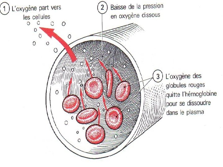 L’APPAREIL RESPIRATOIRE TS I P T E. N IS. W W W Anatomie physiologie