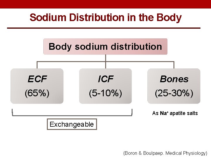 Sodium Distribution in the Body sodium distribution ECF ICF Bones (65%) (5 -10%) (25 Sodium Distribution in the Body sodium distribution ECF ICF Bones (65%) (5 -10%) (25