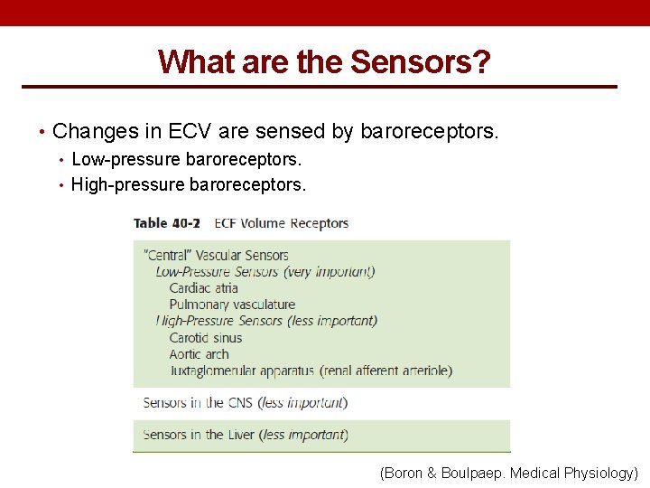 What are the Sensors? • Changes in ECV are sensed by baroreceptors. • Low-pressure