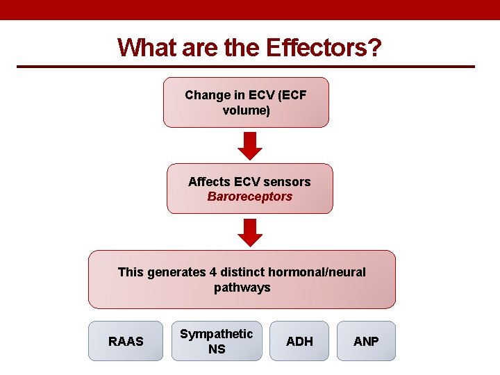 What are the Effectors? Change in ECV (ECF volume) Affects ECV sensors Baroreceptors This