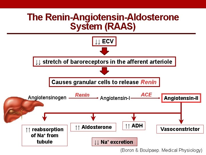 The Renin-Angiotensin-Aldosterone System (RAAS) ↓↓ ECV ↓↓ stretch of baroreceptors in the afferent arteriole The Renin-Angiotensin-Aldosterone System (RAAS) ↓↓ ECV ↓↓ stretch of baroreceptors in the afferent arteriole