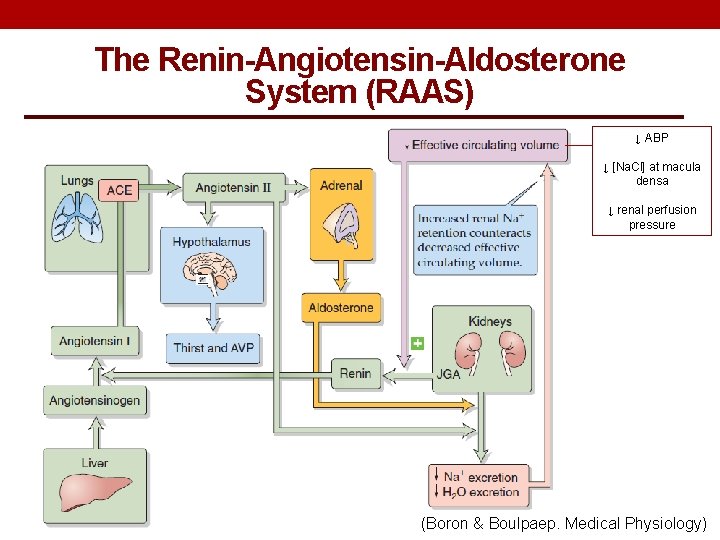 The Renin-Angiotensin-Aldosterone System (RAAS) ↓ ABP ↓ [Na. Cl] at macula densa ↓ renal