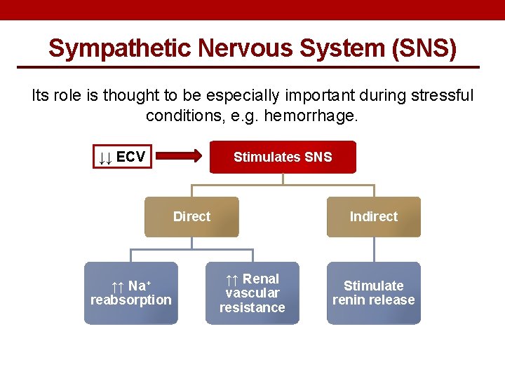 Sympathetic Nervous System (SNS) Its role is thought to be especially important during stressful