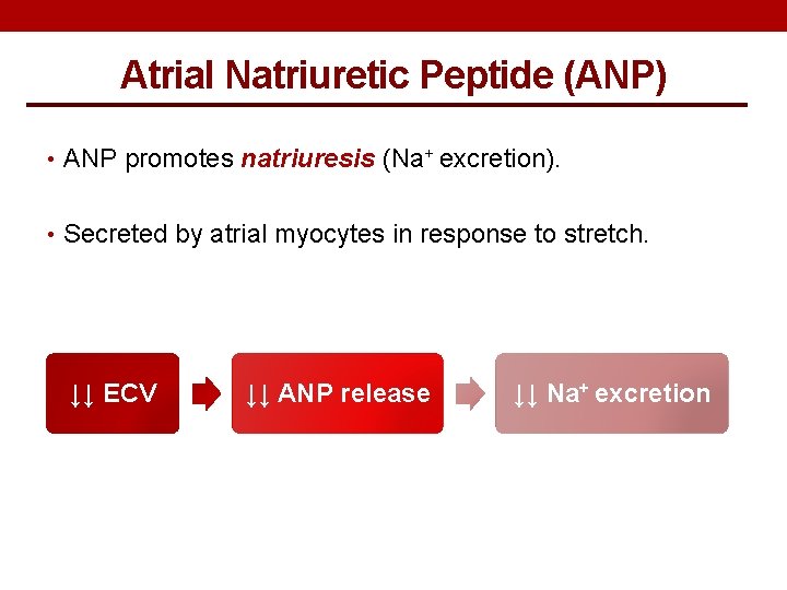 Atrial Natriuretic Peptide (ANP) • ANP promotes natriuresis (Na+ excretion). • Secreted by atrial