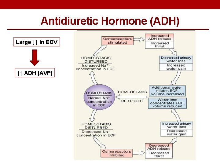 Antidiuretic Hormone (ADH) Large ↓↓ in ECV ↑↑ ADH (AVP) Antidiuretic Hormone (ADH) Large ↓↓ in ECV ↑↑ ADH (AVP)