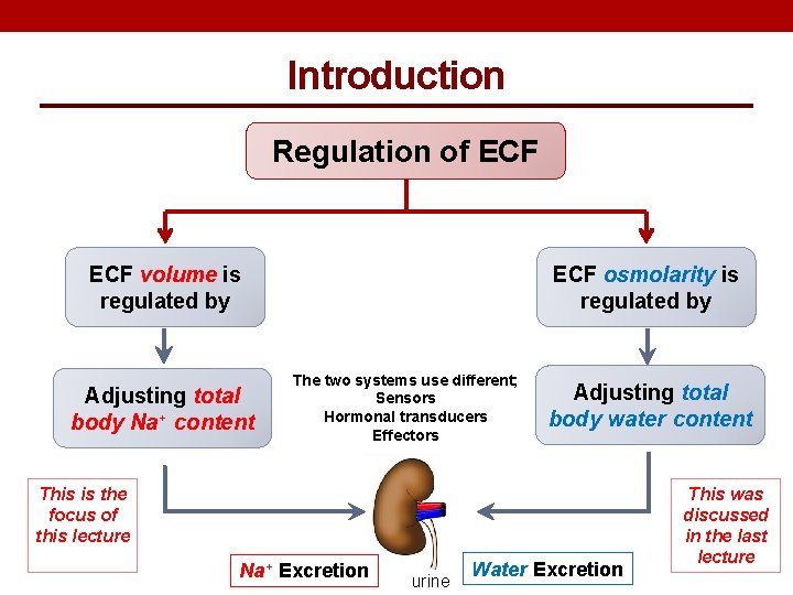 Introduction Regulation of ECF volume is regulated by Adjusting total body Na+ content ECF