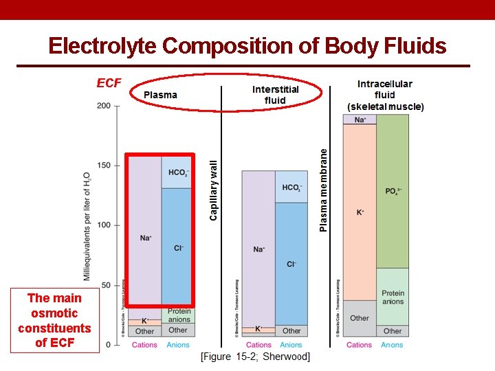 Electrolyte Composition of Body Fluids ECF The main osmotic constituents of ECF 