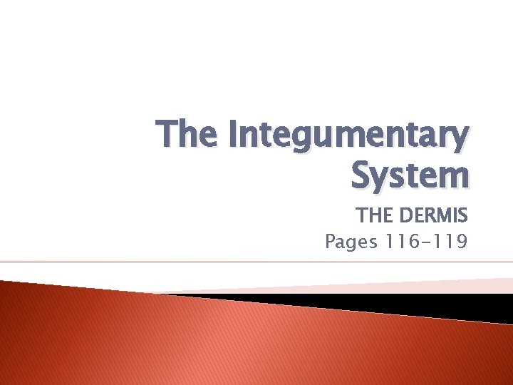 The Integumentary System THE DERMIS Pages 116 -119 