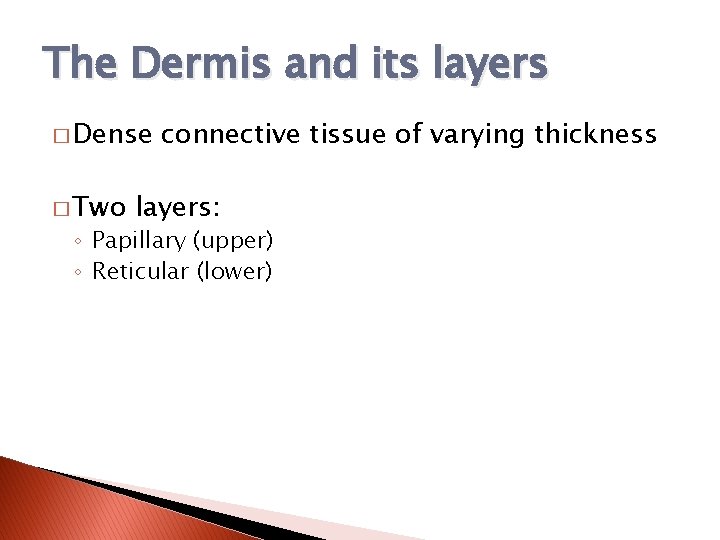 The Dermis and its layers � Dense � Two connective tissue of varying thickness